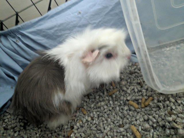 Ellie - Guinea Pig Small & Furry