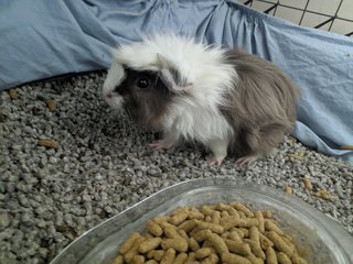 Ellie - Guinea Pig Small & Furry