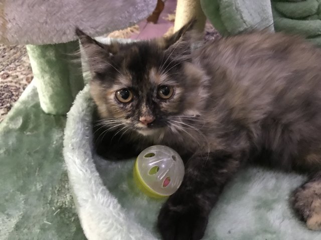 Rocky - Maine Coon + British Shorthair Cat