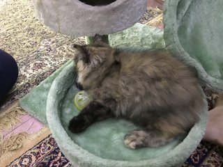 Rocky - Maine Coon + British Shorthair Cat