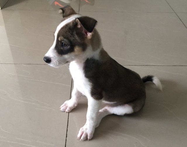 Tiny Boy - Border Collie + Jack Russell Terrier Dog