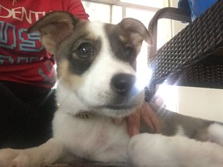 Tiny Boy - Border Collie + Jack Russell Terrier Dog