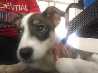 Tiny Boy - Border Collie + Jack Russell Terrier Dog