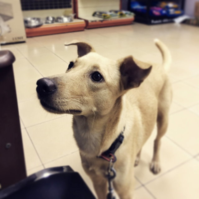 Meimei - Mixed Breed Dog