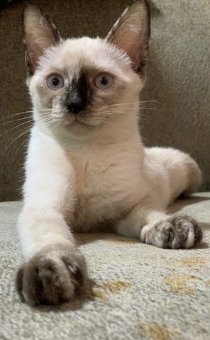 Lilly, Oreo  - Siamese + Domestic Short Hair Cat