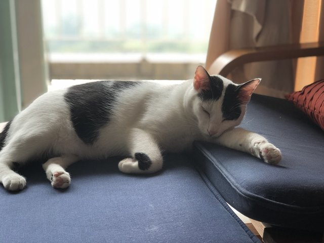 Oreo - Domestic Short Hair Cat