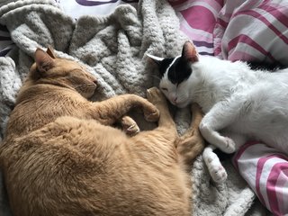 Napping together