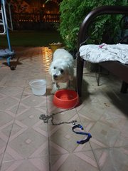 Tobby  - Poodle + Shih Tzu Dog