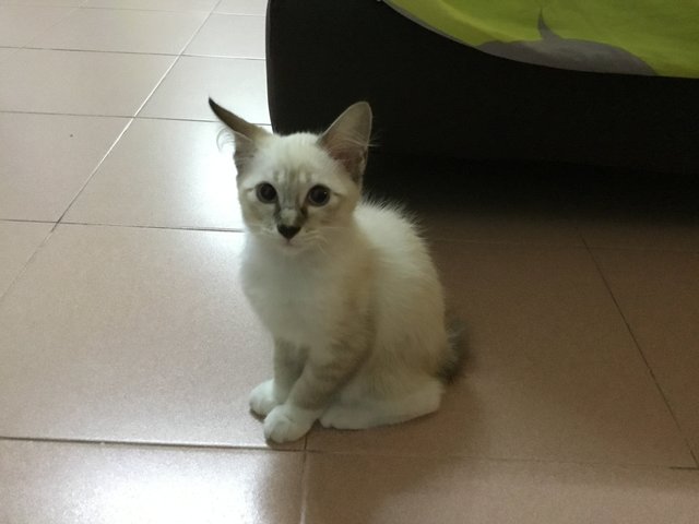 Kitten  - Ragdoll Cat