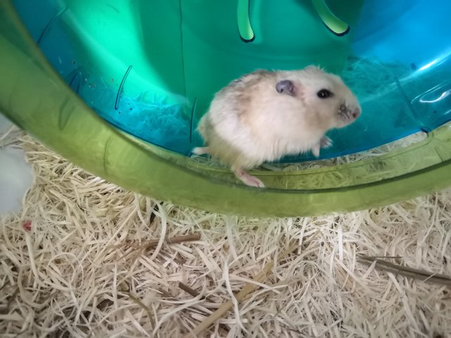 Alpha - Short Dwarf Hamster Hamster