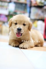 Quality Female Big Bone Golden Retriever - Golden Retriever Dog