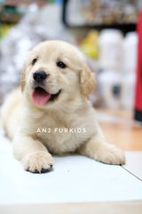 Quality Female Big Bone Golden Retriever - Golden Retriever Dog