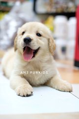 Quality Female Big Bone Golden Retriever - Golden Retriever Dog