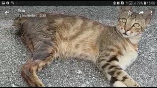 Bengal Boy - Bengal Cat