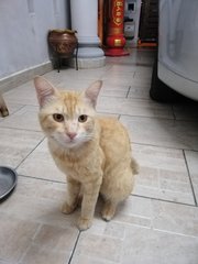 Fei Zai - Domestic Short Hair Cat