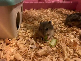 PF96587 - Short Dwarf Hamster + Striped Hairy Foot Russian Hamster Hamster