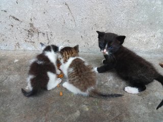 Little Dumplings - Domestic Medium Hair Cat