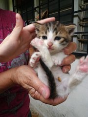 Little Dumplings - Domestic Medium Hair Cat