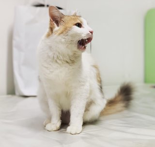 Song - Domestic Long Hair Cat