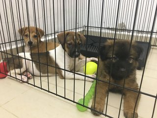 🌟❤️ 4 Pups - Toilet Trained  ❤️✨  - Mixed Breed Dog