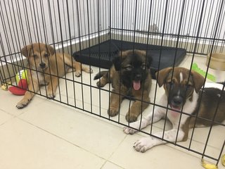 🌟❤️ 4 Pups - Toilet Trained  ❤️✨  - Mixed Breed Dog