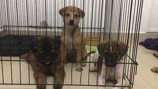 🌟❤️ 4 Pups - Toilet Trained  ❤️✨  - Mixed Breed Dog