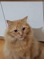 Waffles &amp; Pickles - Persian + Domestic Short Hair Cat