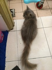 Bella - Domestic Long Hair Cat