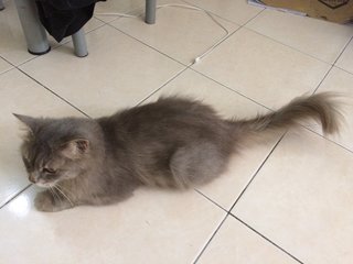 Bella - Domestic Long Hair Cat