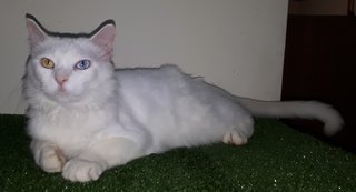 Muza - Turkish Angora Cat
