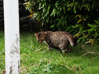 PF96629 - Domestic Short Hair Cat