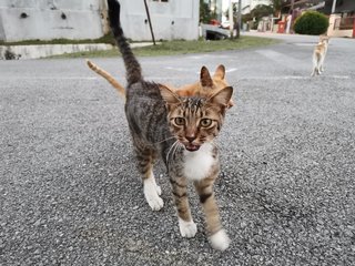 PF96629 - Domestic Short Hair Cat