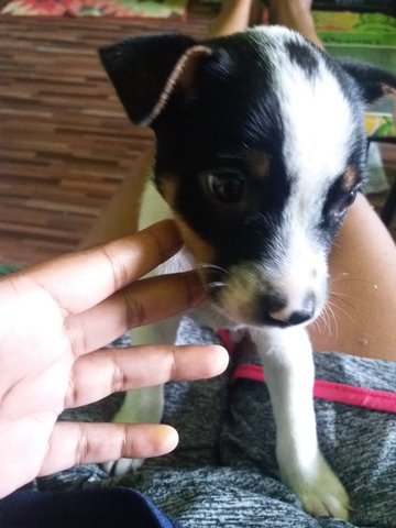 Female Puppy For Adoption  - Mixed Breed Dog