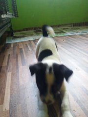 Female Puppy For Adoption  - Mixed Breed Dog