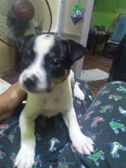 Female Puppy For Adoption  - Mixed Breed Dog