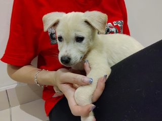 Snowy - Mixed Breed Dog