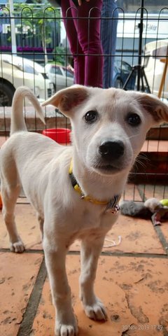 Snowy - Mixed Breed Dog