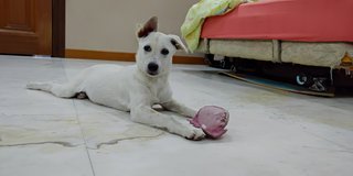 Snowy - Mixed Breed Dog