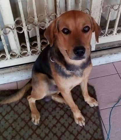 Rusty - Beagle Mix Dog