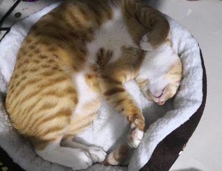 Iacchus - Domestic Short Hair Cat