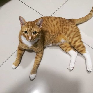 Iacchus - Domestic Short Hair Cat