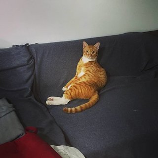 Iacchus - Domestic Short Hair Cat