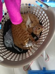 Iacchus - Domestic Short Hair Cat