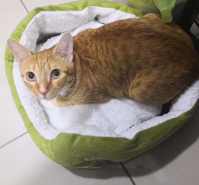 Iacchus - Domestic Short Hair Cat