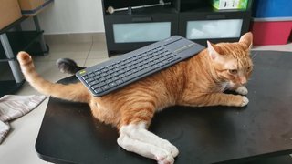 Iacchus - Domestic Short Hair Cat