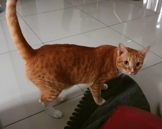Iacchus - Domestic Short Hair Cat