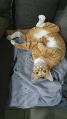 Iacchus - Domestic Short Hair Cat