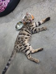 Coco - Bengal + Scottish Fold Cat