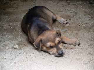 Little Puppers - Mixed Breed Dog