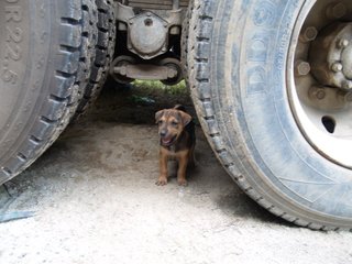 Little Puppers - Mixed Breed Dog